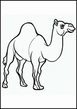 Dromedaries - Animals2