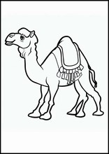 Dromedaries - Animals3