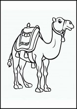 Dromedaries - Animals4