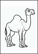 Dromedaries - Animals5