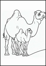 Dromedaries - Animals6