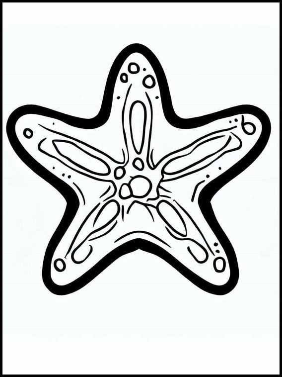Étoiles de mer - Animaux 5