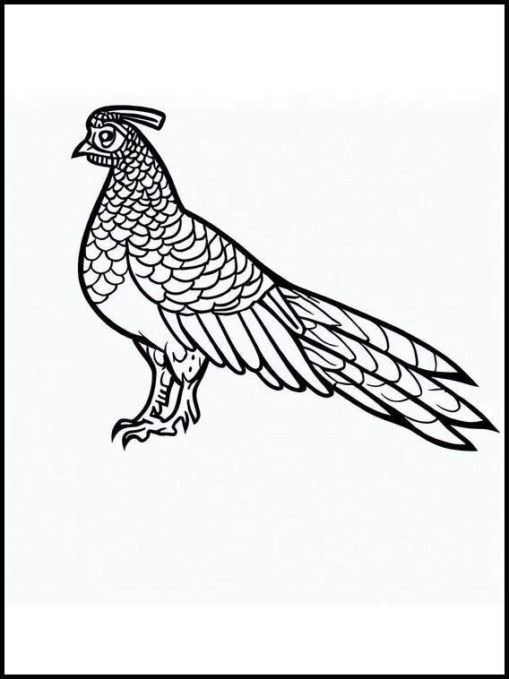 Pheasants - Animals 2