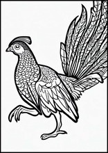 Pheasants - Animals1
