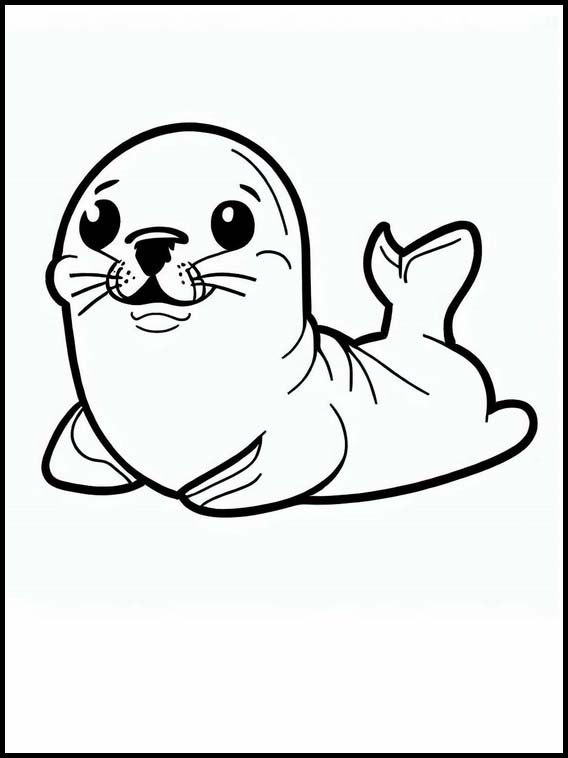 Seals - Animals 3