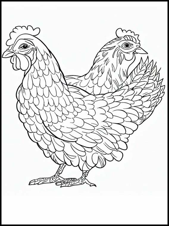 Poules - Animaux 4