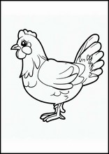 Galline - Animali5