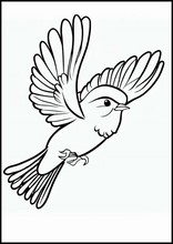 Sparrows - Animals5