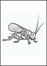Crickets - Animals2