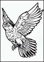 Falcons - Animals2