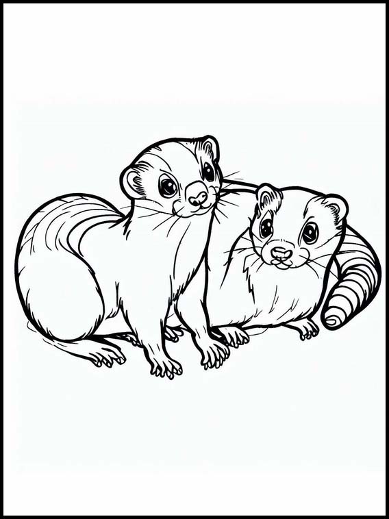 Ferrets - Animals 1