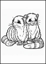 Furetti - Animali3