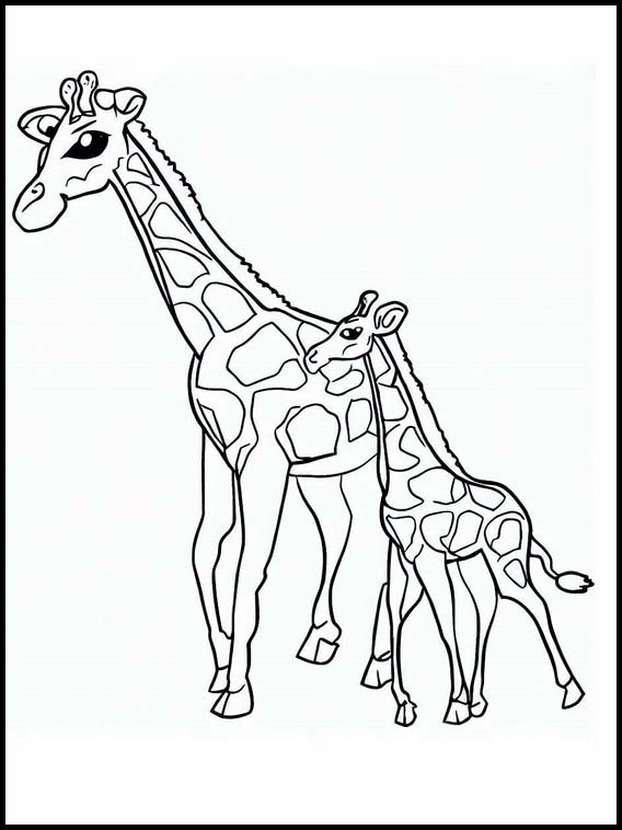 Giraffe - Animali 4