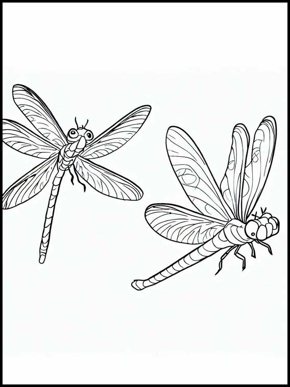 Dragonflies - Animals 6