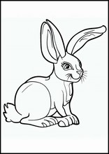 Hare - Dyr5