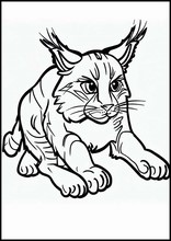 Linci - Animali1