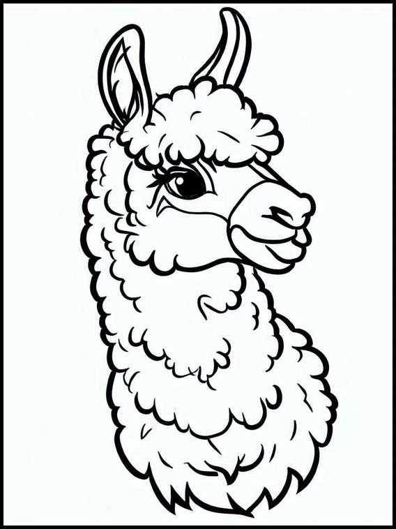 Lama - Dyr 3