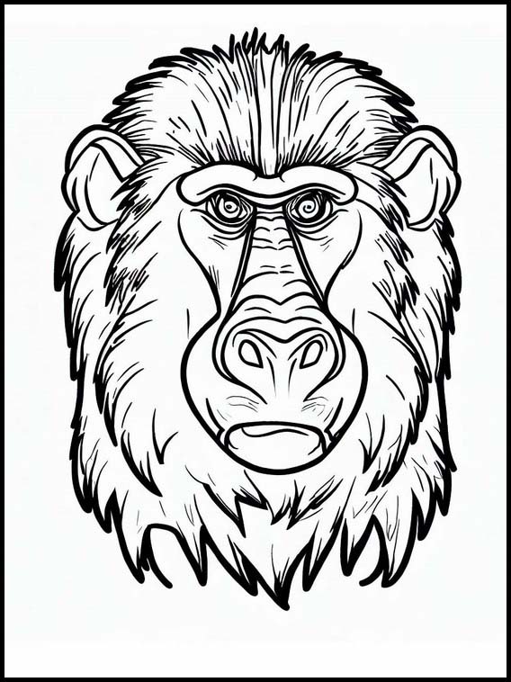 Mandrill - Dyr 3