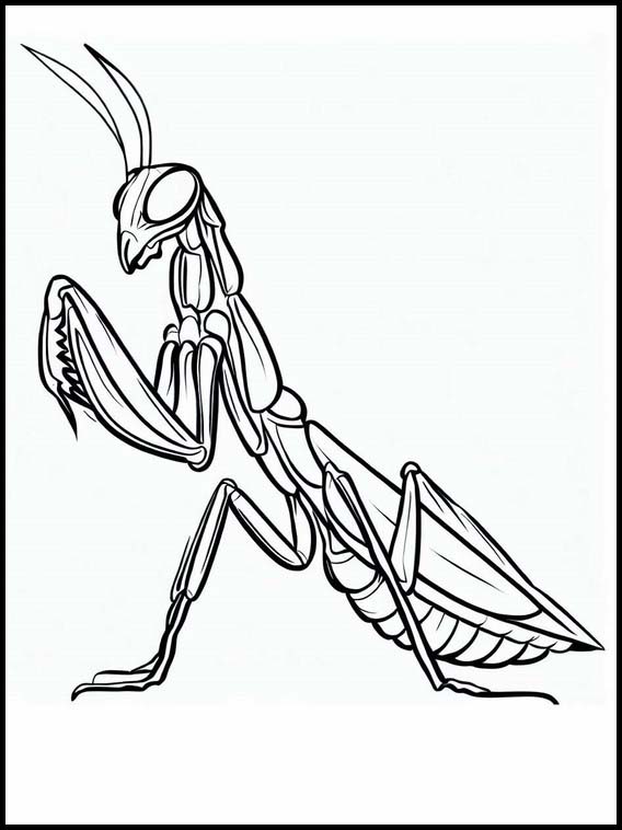 Mantis Religiosa - Animales 1