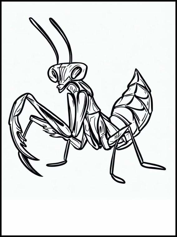 Mantis Religiosa - Animales 2