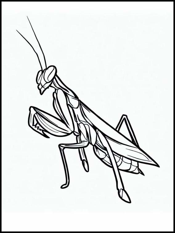 Mantis Religiosa - Animales 3