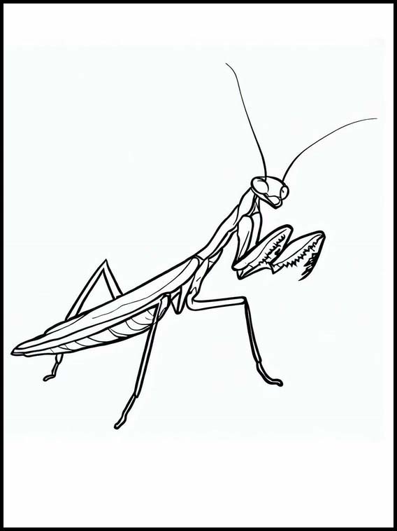 Mantis Religiosa - Animales 5