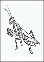 Praying Mantises - Animals3