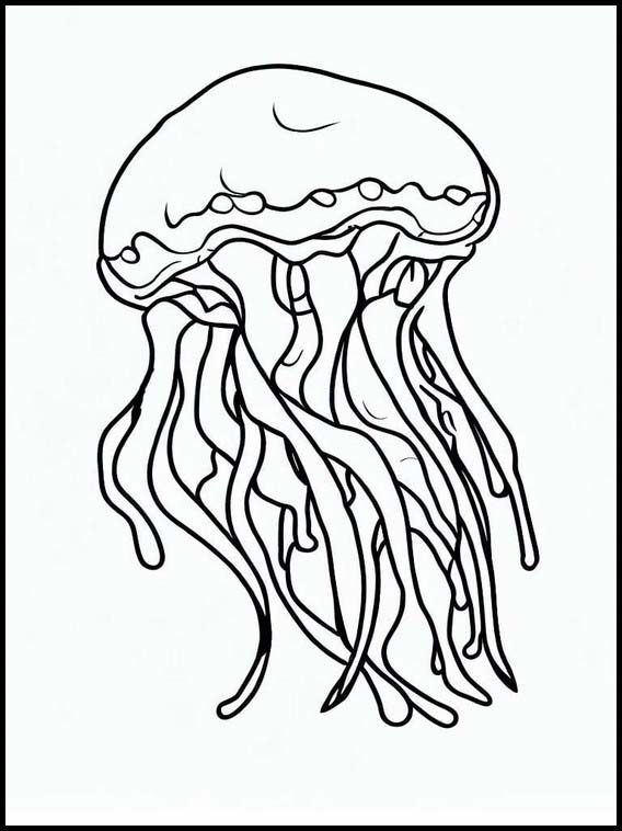 Jellyfish - Animals 3