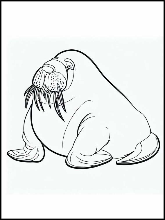 Walrussen - Dieren 1