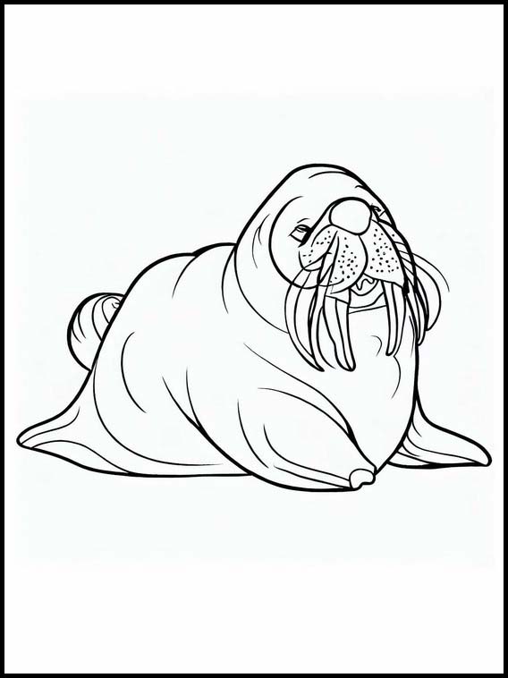 Walruses - Animals 4