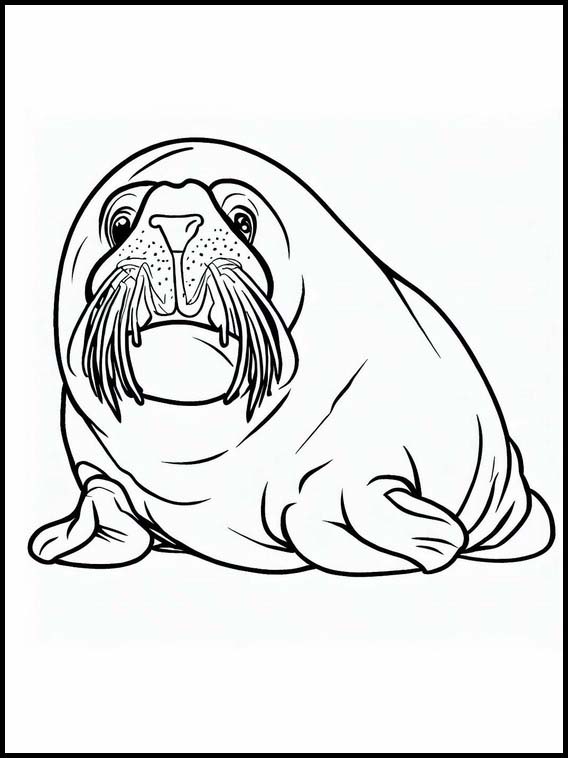 Walruses - Animals 5