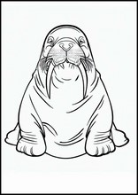 Walruses - Animals2
