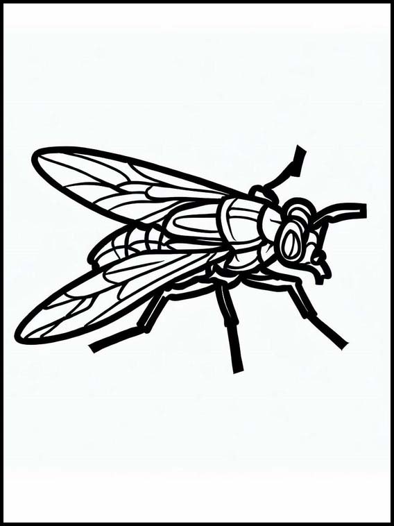 Flies - Animals 1