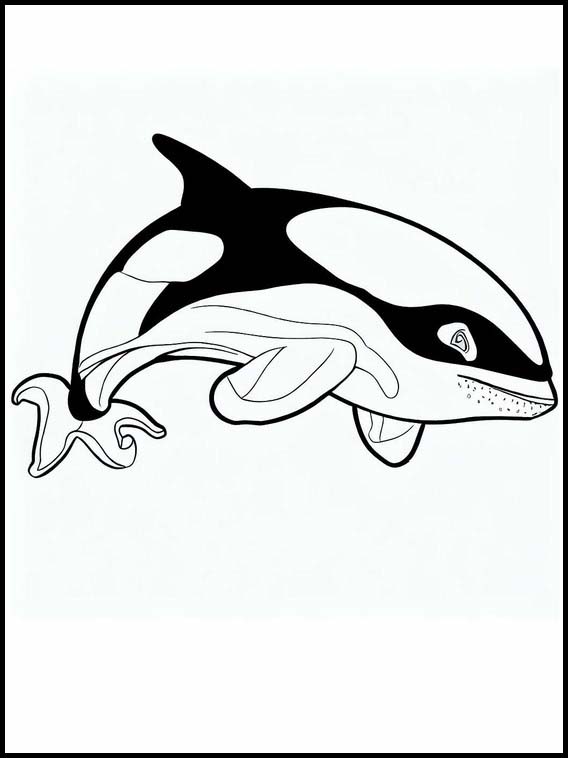Orcas - Animals 4