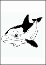 Orcas - Tiere3