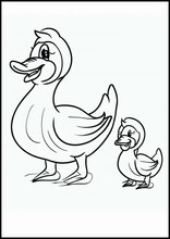 Patos - Animais2