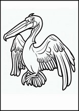 Pelicanos - Animais1