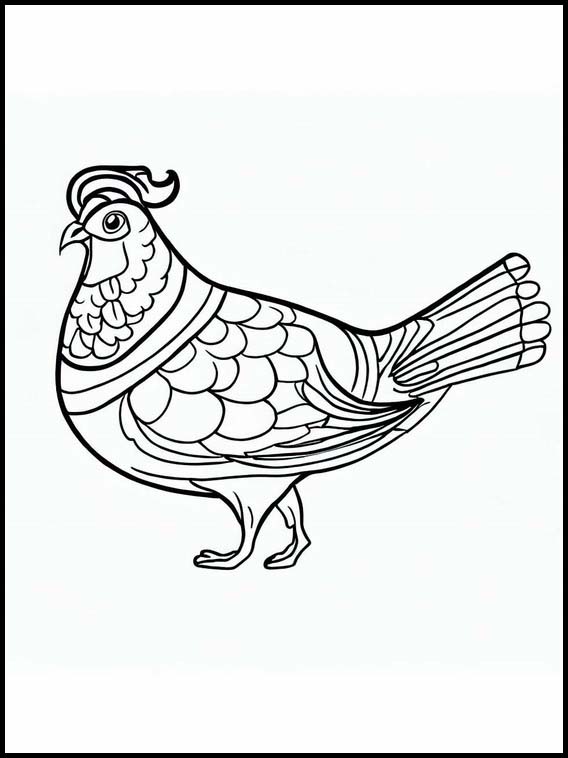 Partridges - Animals 1