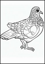Partridges - Animals5