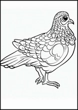 Perdici - Animali5