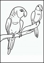Хвалісты папугай - Животные2