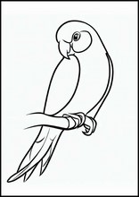 Pappagallini - Animali3