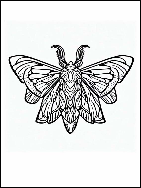 Moths - Animals 3