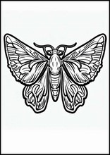 Moths - Animals1