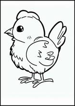 Pollos - Animales2
