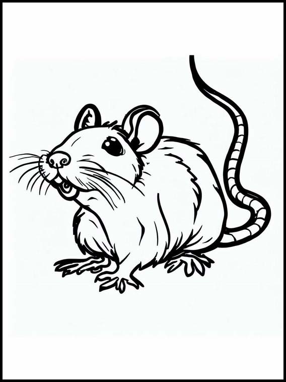 Ratten - Dieren 1