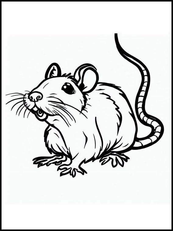 Rats - Animaux 1