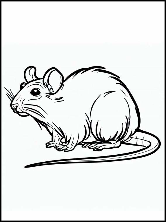 Råttor - Djur 2