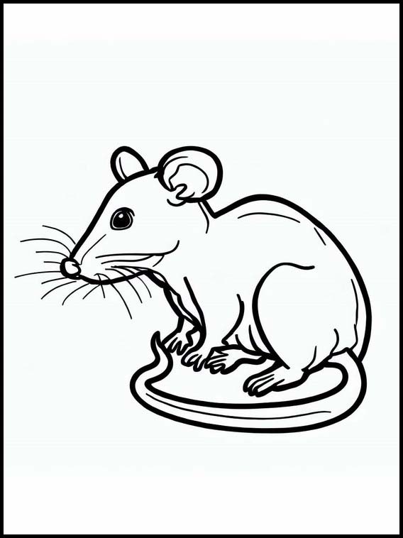 Rats - Animaux 3