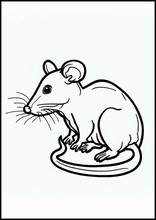 Råttor - Djur3